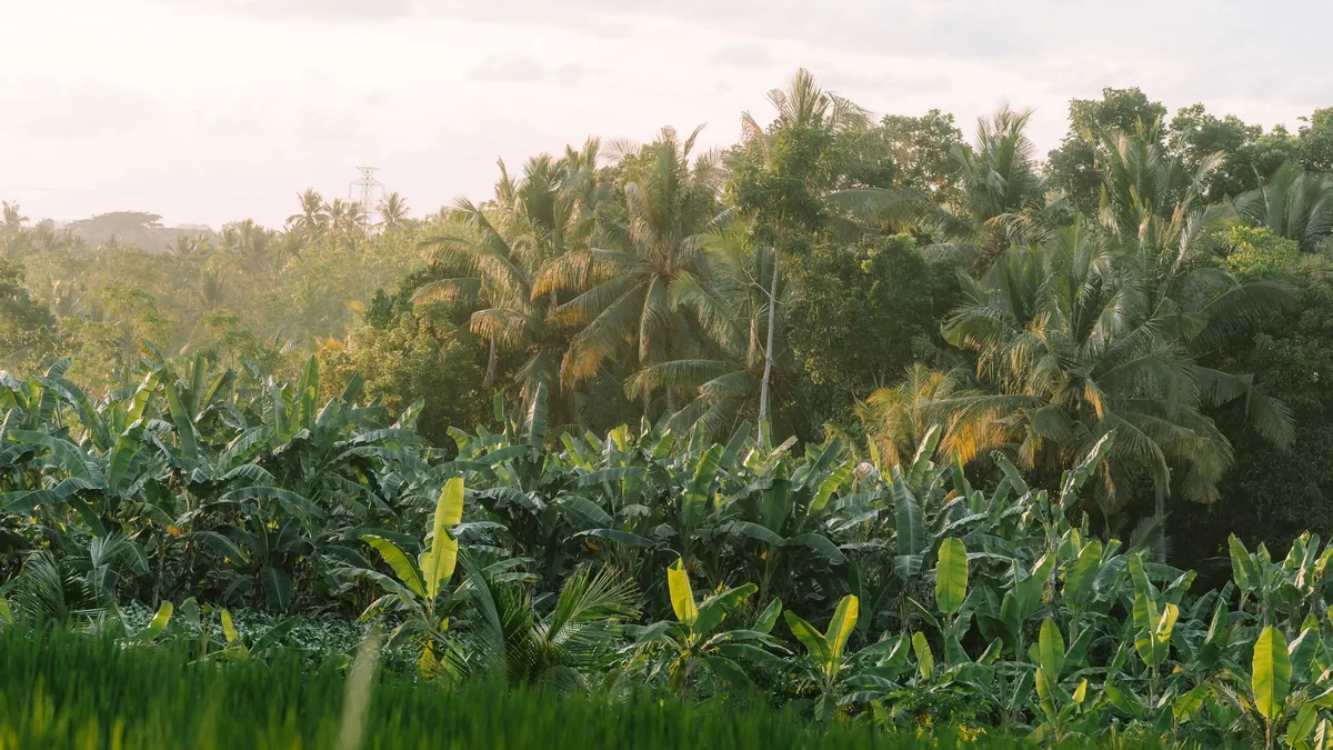 A vibrant tropical landscape with banana trees and palm trees at sunrise, showcasing lush greenery.