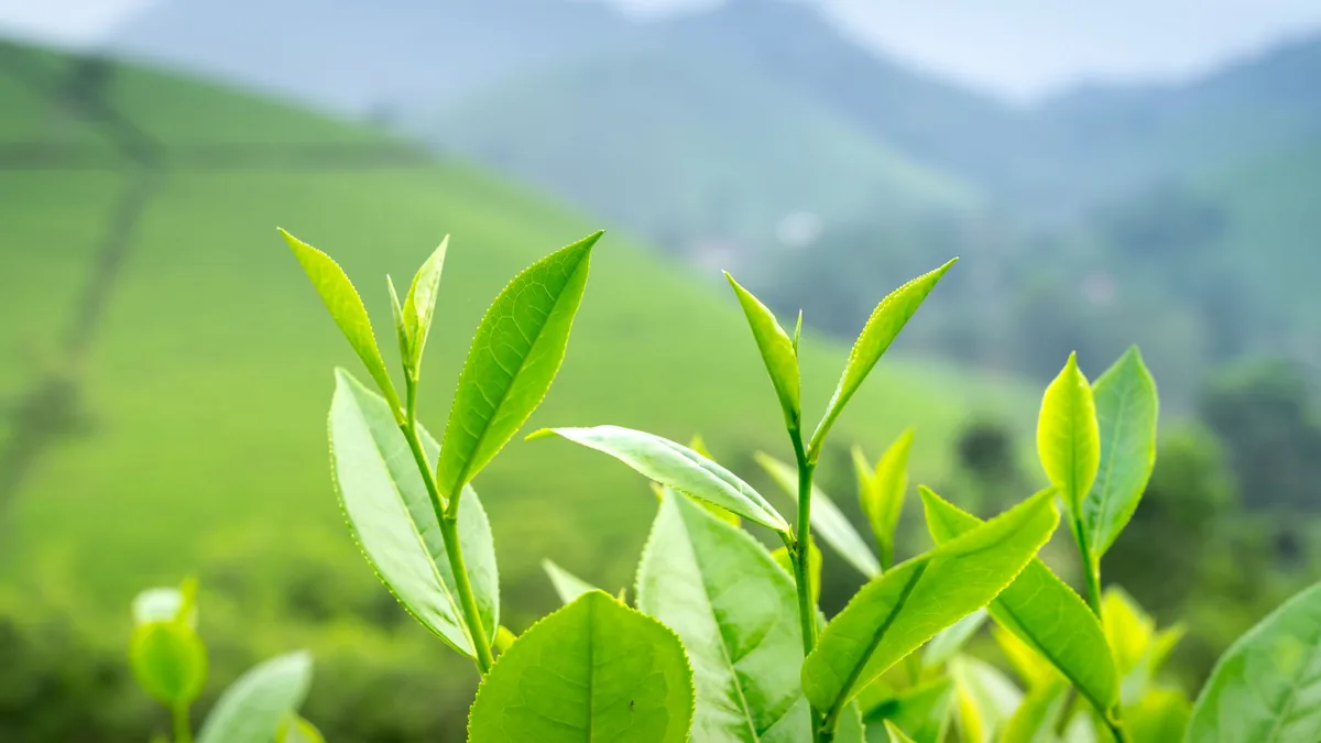 Close-up of vibrant green tea leaves in a sunlit plantation, showcasing freshness and growth.
