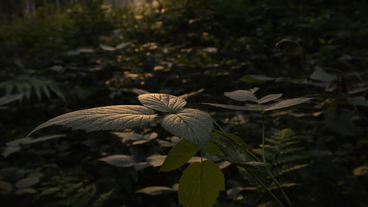 Detailed view of leaves illuminated by sunlight in a dense forest.