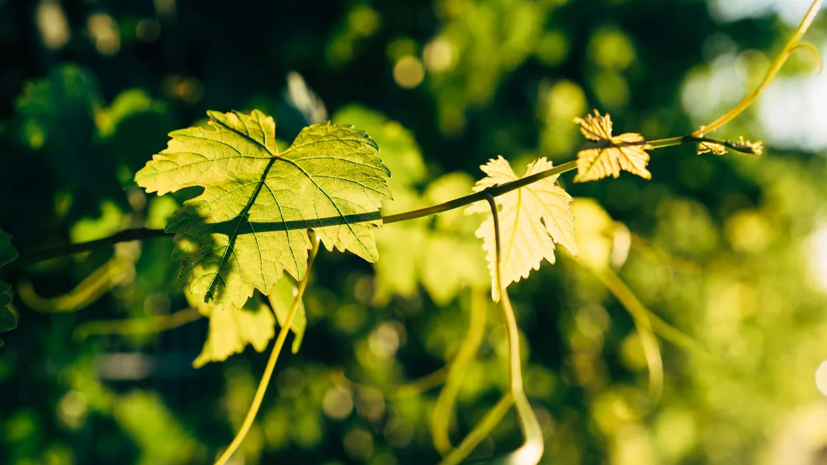 Close-up of green vine leaves in sunlight, showcasing natural beauty and growth.